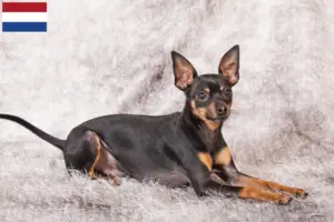 Lees meer over het artikel Prager Ratelslang fokkers en pups in Nederland