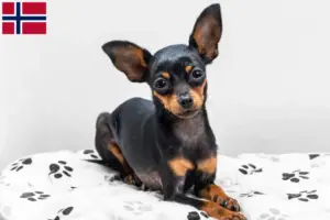 Lees meer over het artikel Prager Ratelslang fokkers en pups in Noorwegen