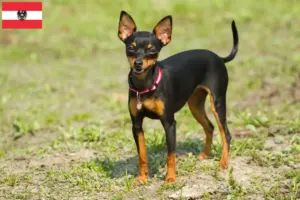 Lees meer over het artikel Prager Ratelslang fokkers en pups in Oostenrijk