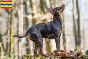 Lees meer over het artikel Prager Ratelslang fokkers en pups in Overijssel