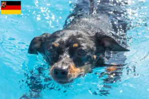Lees meer over het artikel Prager Ratelslang fokkers en pups in Rijnland-Palts