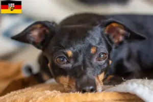 Lees meer over het artikel Prager Ratelslang fokkers en pups in Saarland