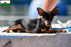 Lees meer over het artikel Prager Ratelslang fokkers en pups in Saksen