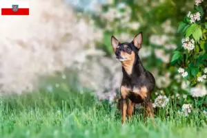 Lees meer over het artikel Prager Ratelslang fokkers en pups in Thüringen