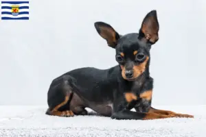 Lees meer over het artikel Prager Ratelslang fokkers en pups in Zeeland