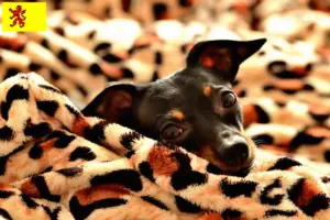 Lees meer over het artikel Prager Rattler fokkers en pups in Zuid-Holland