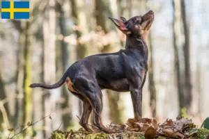 Lees meer over het artikel Prager Ratelslang fokkers en pups in Zweden