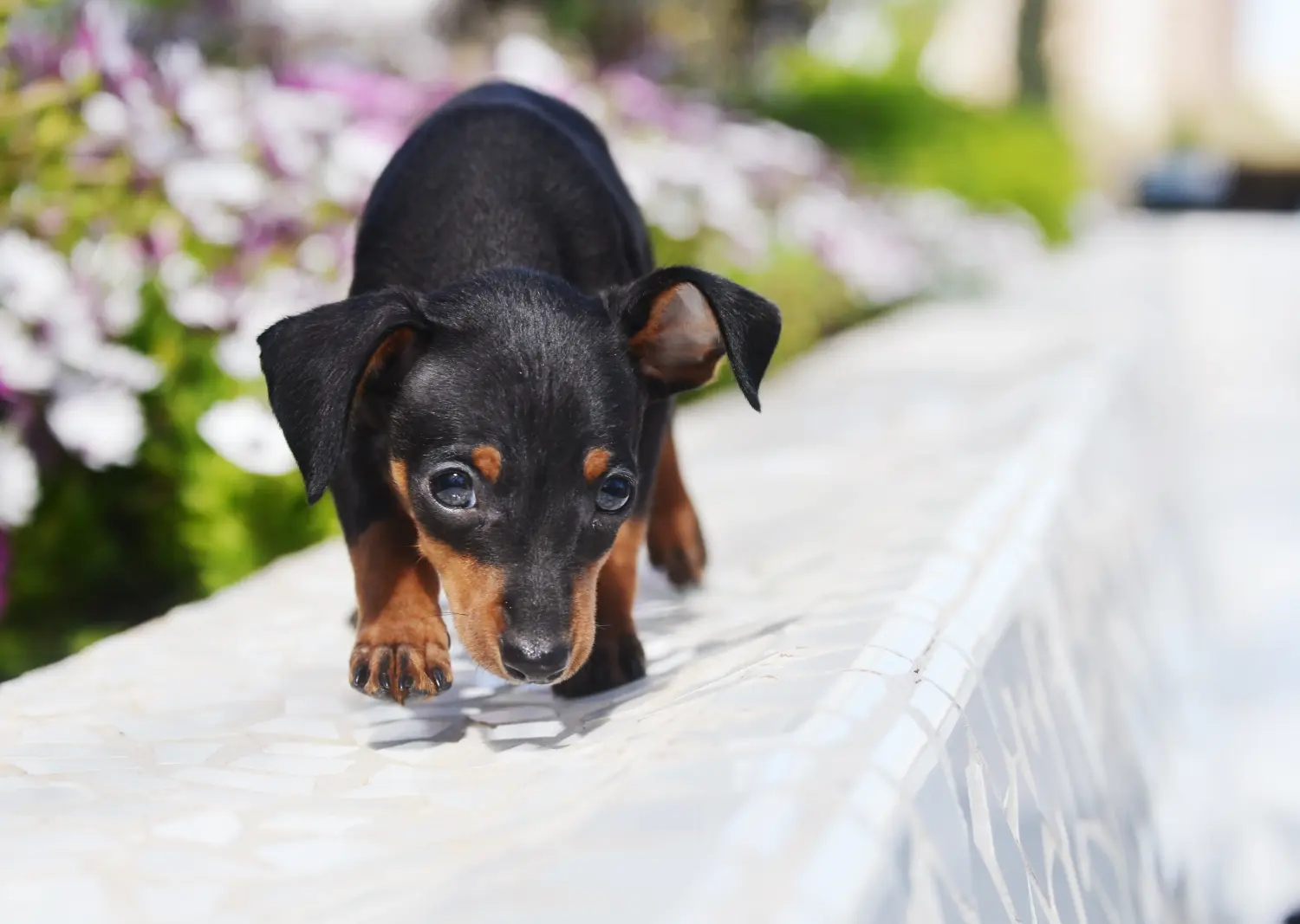 Een Prager Rattler puppy kopen betekent verantwoordelijkheid nemen! Prager ratelaar puppy's kopen.