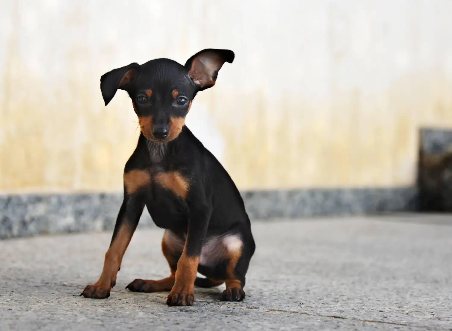 Een Prager Rattler puppy kopen betekent verantwoordelijkheid nemen! Prager ratelaar puppy's kopen.