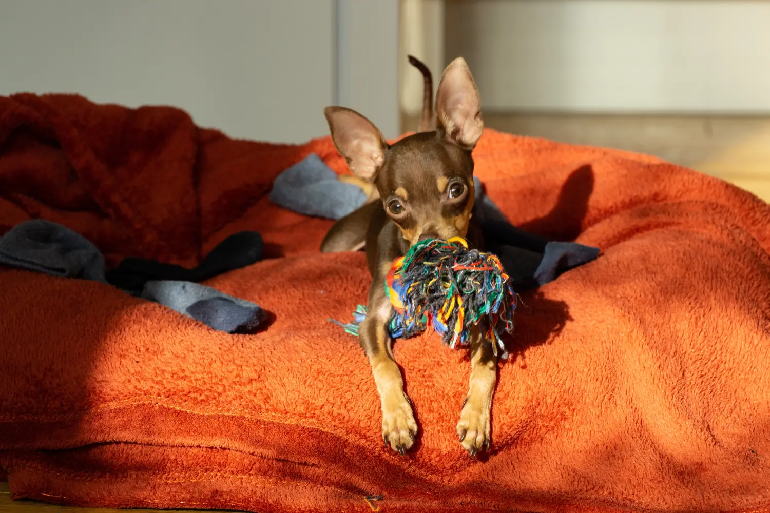 Een Prager Rattler puppy kopen betekent verantwoordelijkheid nemen! Prager ratelaar puppy's kopen.