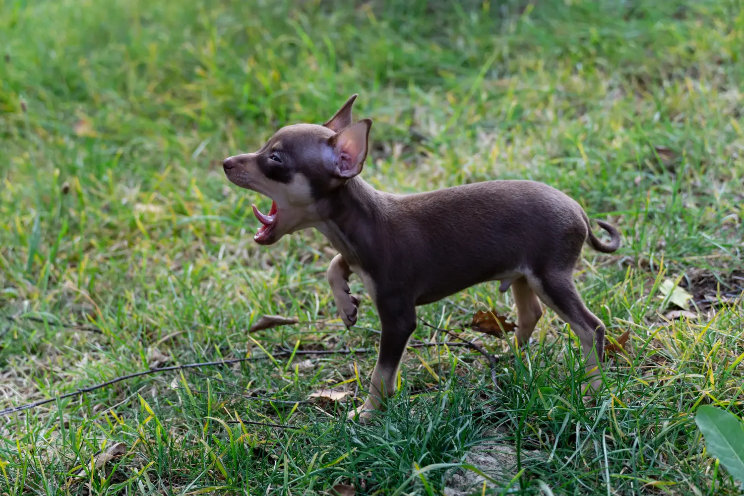 Een Prager Rattler puppy kopen betekent verantwoordelijkheid nemen! Prager ratelaar puppy's kopen.