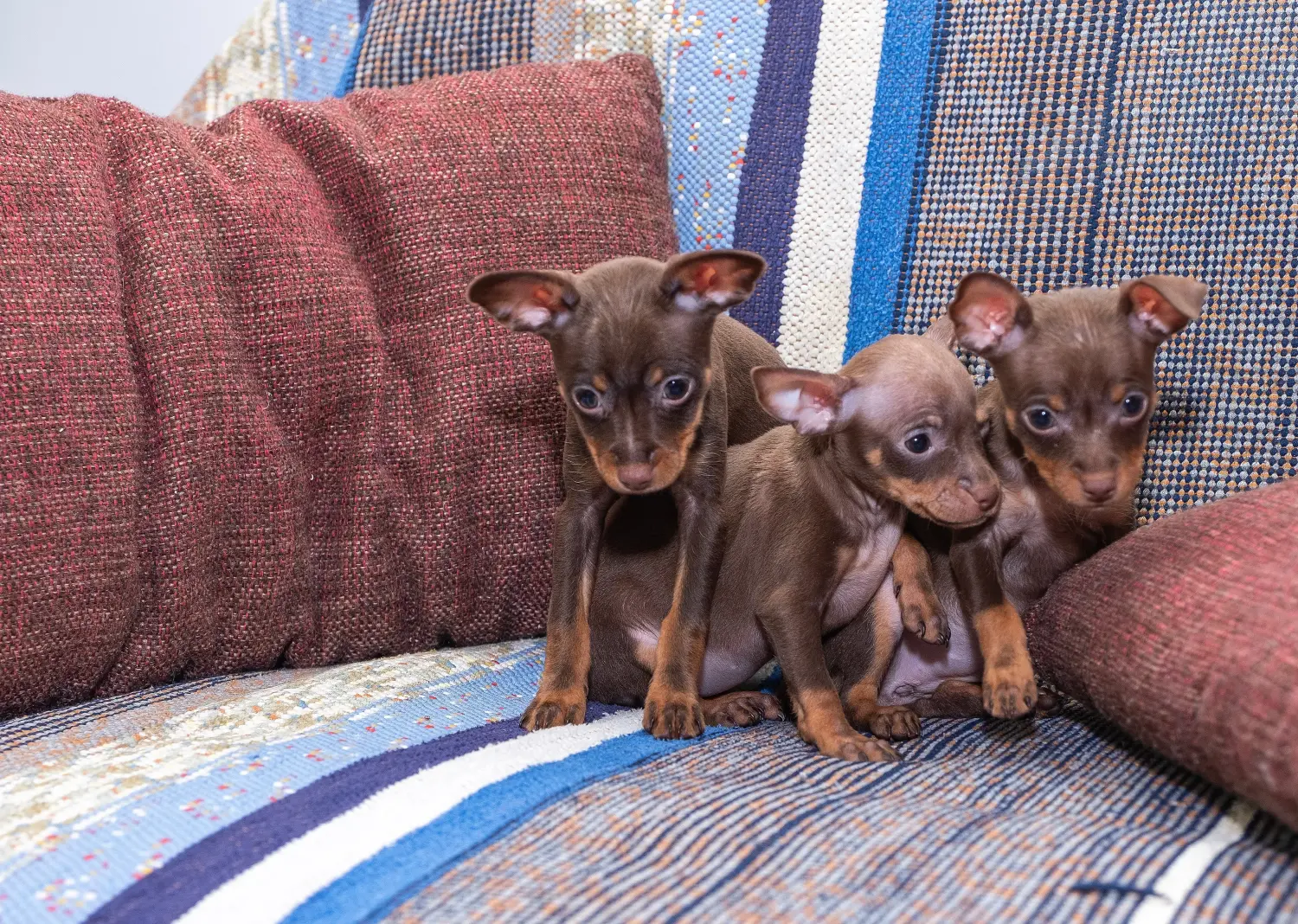 Een Prager Rattler puppy kopen betekent verantwoordelijkheid nemen! Prager ratelaar puppy's kopen.