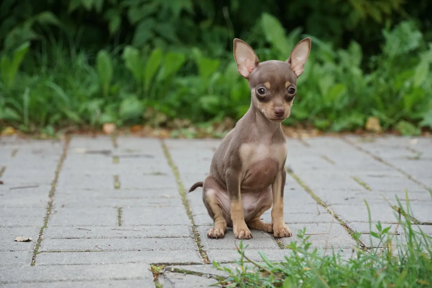 Een Prager Rattler puppy kopen betekent verantwoordelijkheid nemen! Prager ratelaar puppy's kopen.