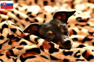 Lees meer over het artikel Praag Rattler fokkers en pups in Slowakije