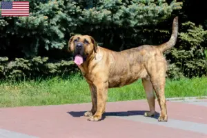 Lees meer over het artikel Presa Canario fokkers en pups in de VS