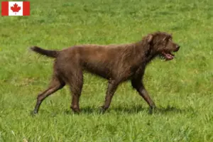 Lees meer over het artikel Pudelpointer fokkers en pups in Canada