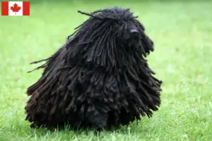 Lees meer over het artikel Puli fokkers en pups in Canada