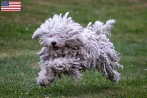 Lees meer over het artikel Puli fokkers en pups in de VS