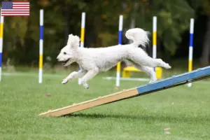Lees meer over het artikel Pumi fokkers en puppy’s in de VS