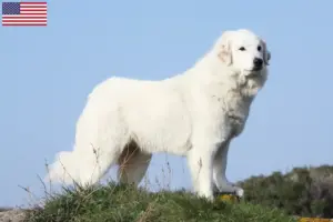 Lees meer over het artikel Pyreneese Berghondenfokkers en Puppies in de Verenigde Staten