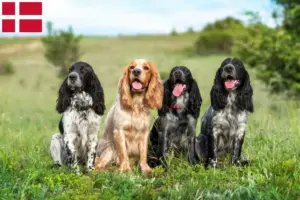 Lees meer over het artikel Russische Spaniël fokkers en pups in Denemarken