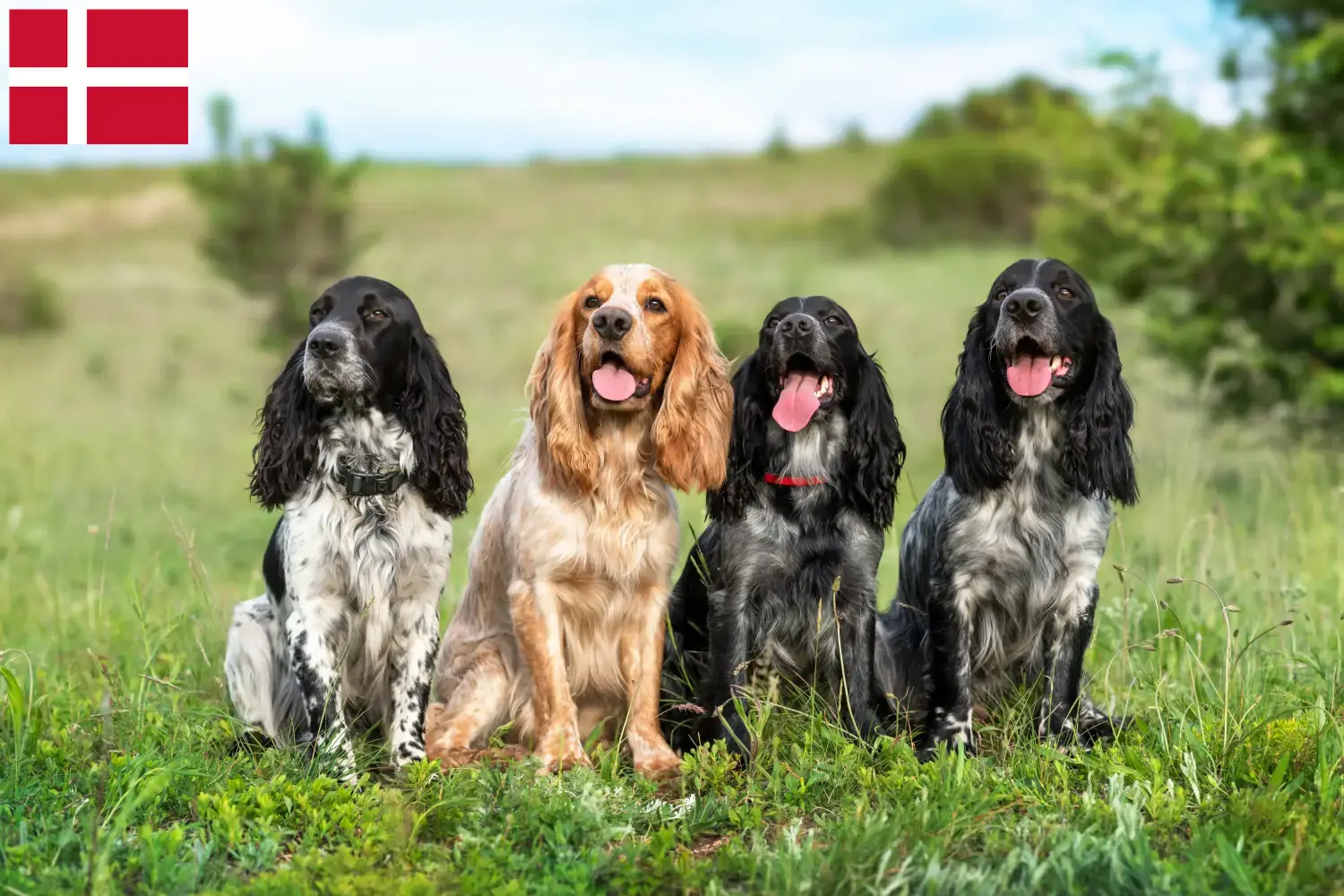 Lees meer over het artikel Russische Spaniël fokkers en pups in Denemarken