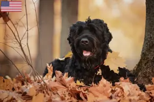 Lees meer over het artikel Russische Zwarte Terriër Fokker en Puppies in de Verenigde Staten