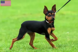 Lees meer over het artikel Russkiy Toy fokkers en pups in de VS
