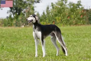Lees meer over het artikel Saluki-fokkers en puppy’s in de VS