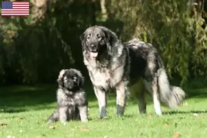 Lees meer over het artikel Šarplaninac fokkers en pups in de USA