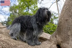 Lees meer over het artikel Schapendoes fokkers en pups in de VS
