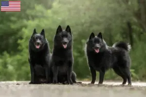Lees meer over het artikel Schipperke fokkers en puppy’s in de VS