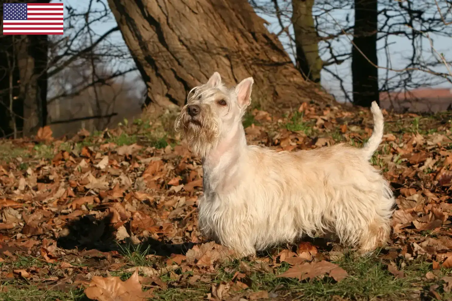 Schotse Terrier puppies en fokkers USA Vind hier Schotse Terriër fokkers in de VS.