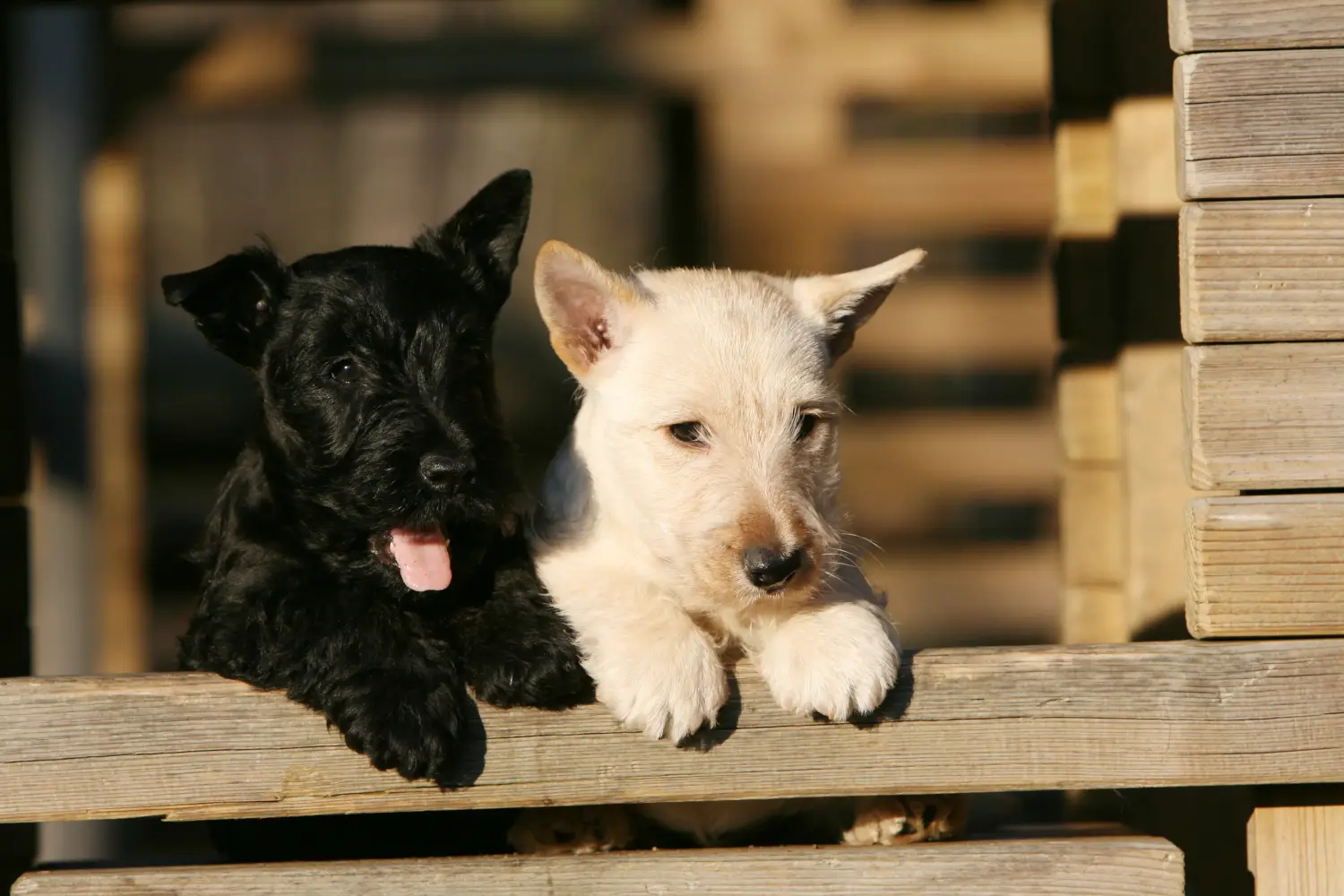 Een Schotse Terrier puppy kopen betekent verantwoordelijkheid nemen! Schotse Terrier puppy kopen.