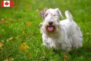 Lees meer over het artikel Sealyham Terrier fokkers en puppies in Canada