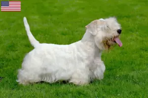 Lees meer over het artikel Sealyham Terrier fokkers en pups in de VS