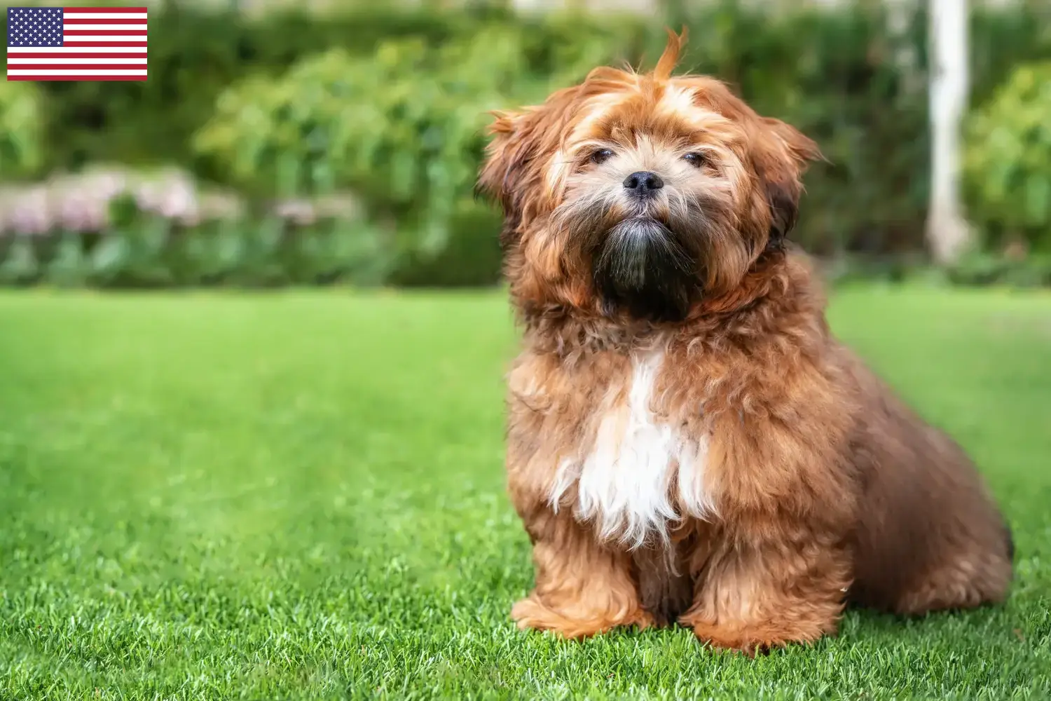 Shichon puppy's en fokkers USA Hier vind je Shichon fokkers in de Verenigde Staten.