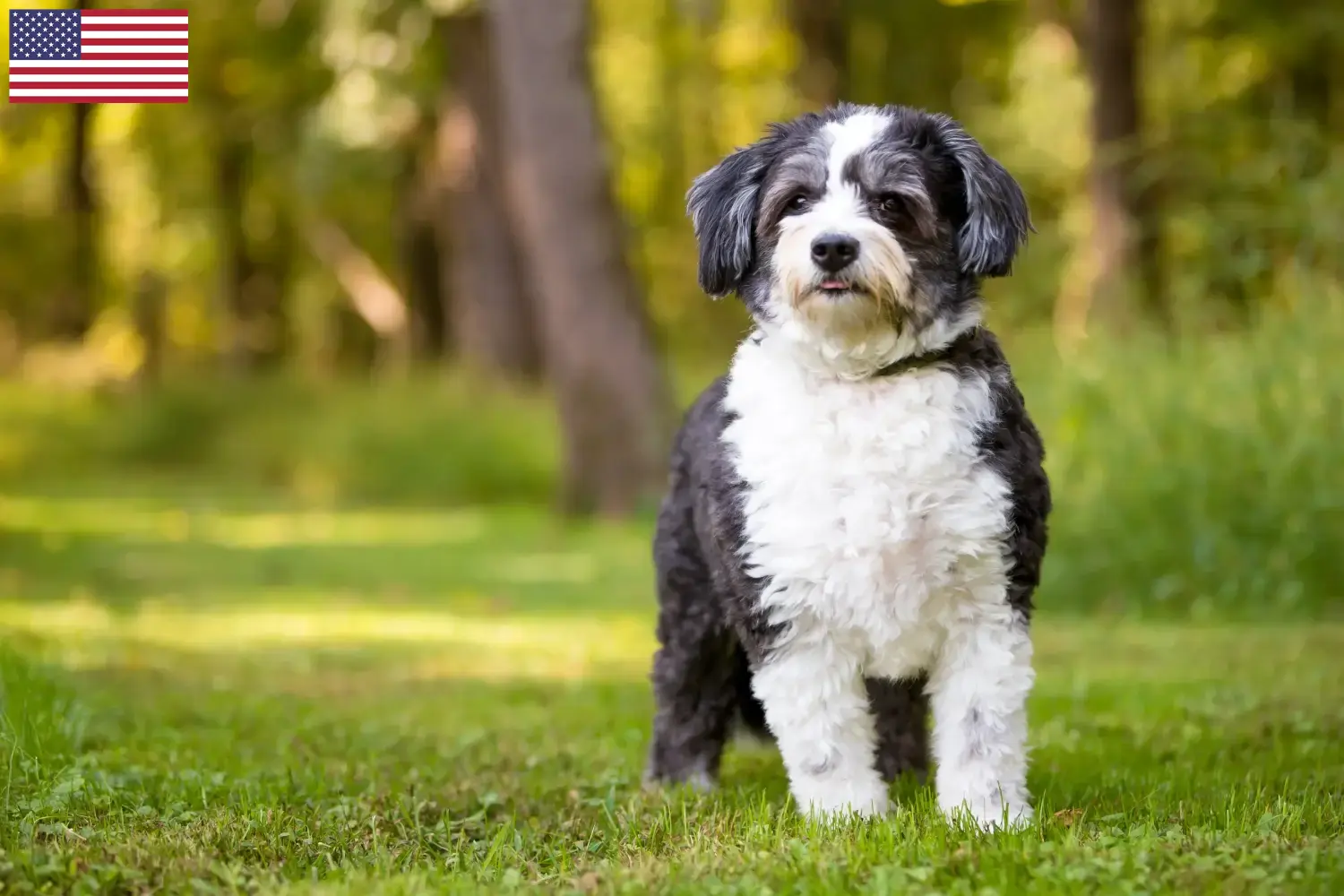 Shih-Poo puppies en fokkers USA Vind hier Shih-Poos fokkers in de VS.