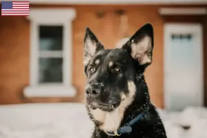 Lees meer over het artikel Shiloh Shepherd fokkers en pups in de VS