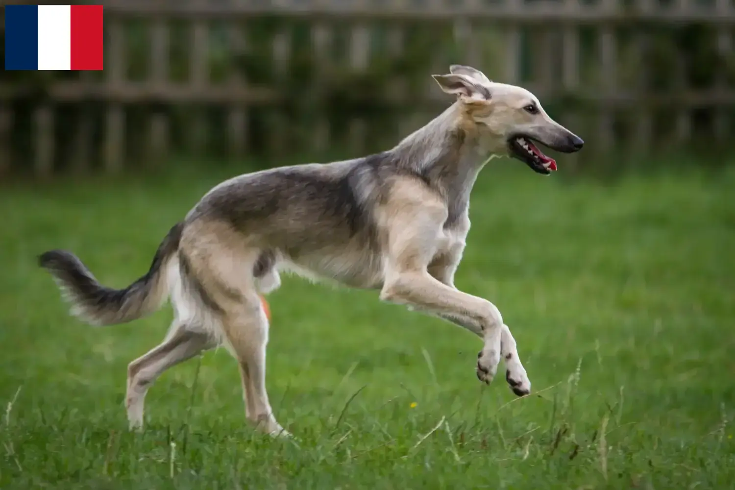 Lees meer over het artikel Silken Windsprite fokkers en pups in Frankrijk