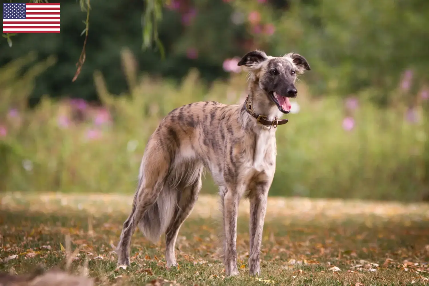 Silken Windsprite pups en fokkers USA Hier vind je Silken Windsprites fokkers in de Verenigde Staten.