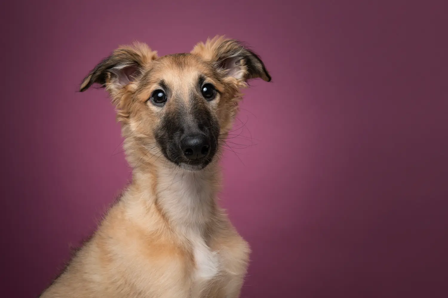 Een Silken Windsprite puppy kopen betekent verantwoordelijkheid nemen! Silken Windsprite puppy's kopen.