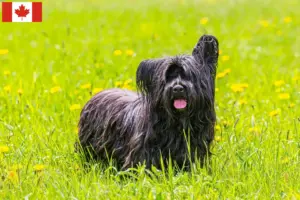 Lees meer over het artikel Skye Terrier fokkers en pups in Canada