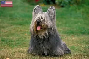 Lees meer over het artikel Skye Terrier fokkers en pups in de VS