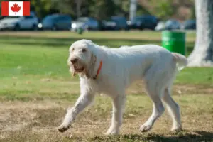 Lees meer over het artikel Spinone Italiano fokkers en pups in Canada