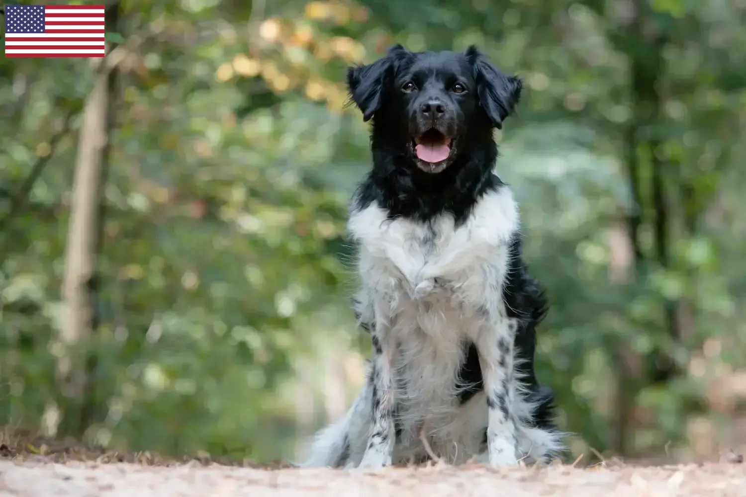 Lees meer over het artikel Stabij fokkers en puppy’s in de VS