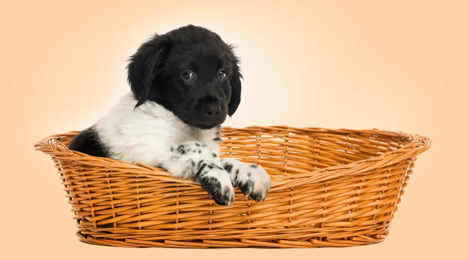 Een Stabij puppy kopen betekent verantwoordelijkheid nemen! Stabij puppy's kopen.