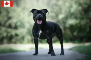 Lees meer over het artikel Staffordshire Bull Terrier fokkers en puppies in Canada