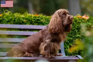 Lees meer over het artikel Sussex spaniël fokkers en pups in de VS