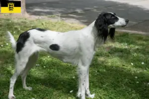 Lees meer over het artikel Taigan fokkers en pups in Baden-Württemberg